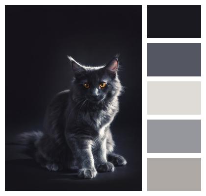 Kitten Grey Cat Image