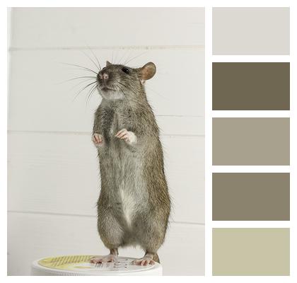Rat Rodent Mammals Image