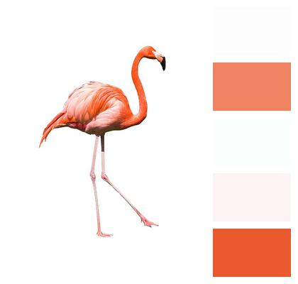 Feather Bird Flamingo Image