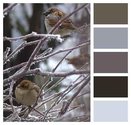 Birds Cold Sparrow Image