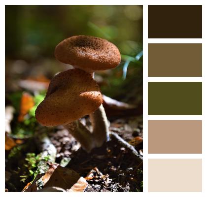 Fungus Mushroom Nature Image