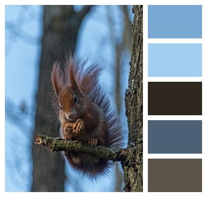 Mammal Tree Squirrel Image