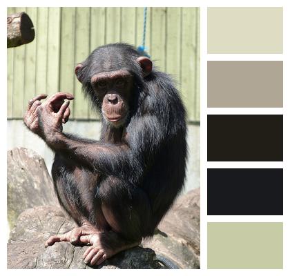 Zoo Chimpanzee Animal Image