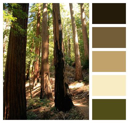 Trees Giant Redwood Image