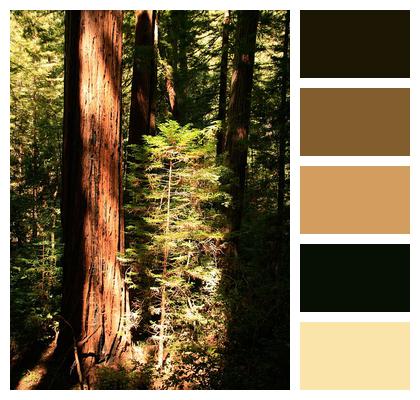Giant Redwood Trees Image