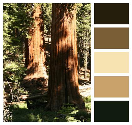 Giant Redwood Trees Image