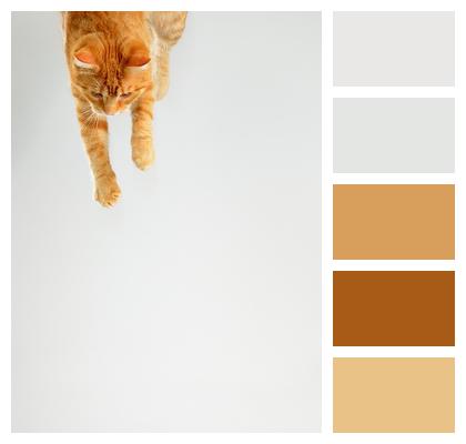 Pet Cat Reddish Image