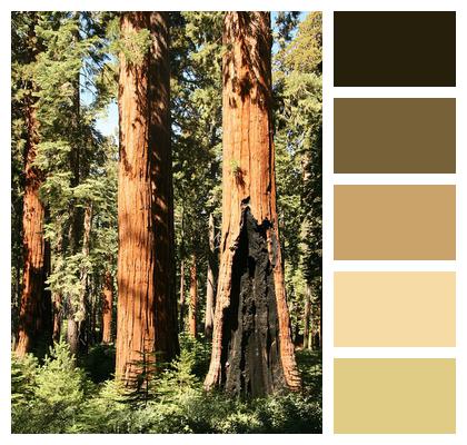Giant Yosemite Redwood Image