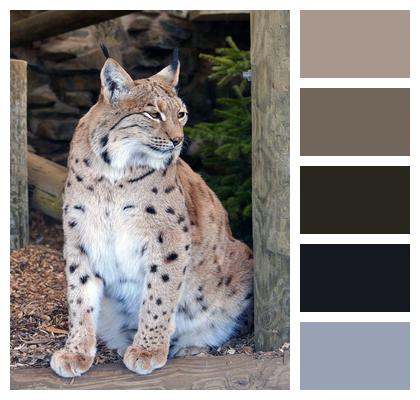 Lynx Nature Wildlife Image