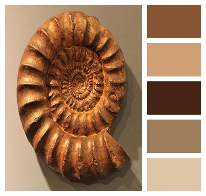 Fossil Ammonite Petrification Image