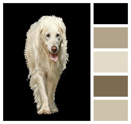 Isolated Dog Animal Image