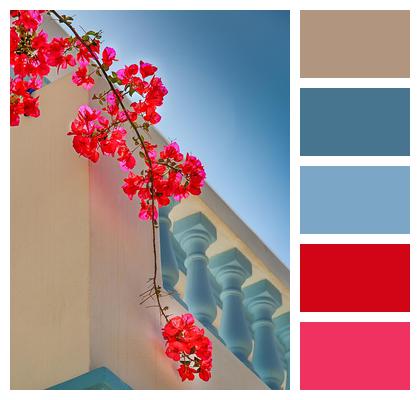 Stone Greece Bouganvillea Bouganvillea Image