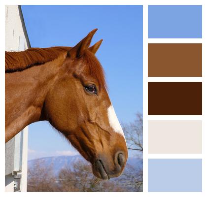 Horse Look Portrait Image