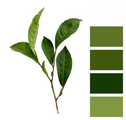 Leaf Tea Plant Image