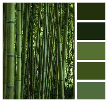 Bamboo Leaf Nature Image