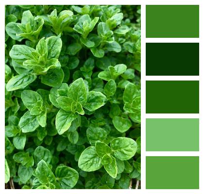 Herb Oregano Garden Image