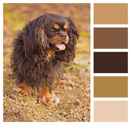 Cavalier Animal Dog Image