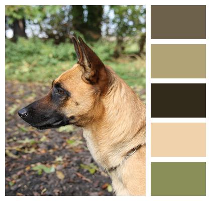 Animal Pet Malinois Image