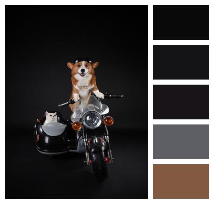Corgi Dog Pets Image