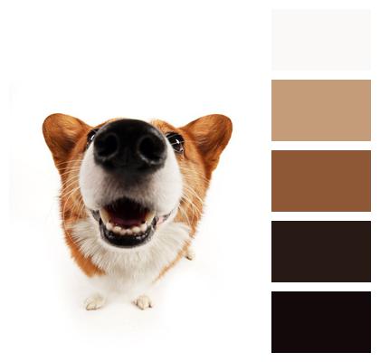 Pets Corgi Dog Image