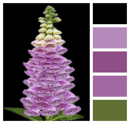 Flower Digitalis Foxglove Image