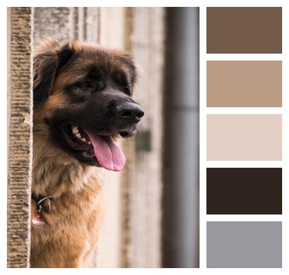 Pet Tongue Nature Portrait Animal Wall Dog Image