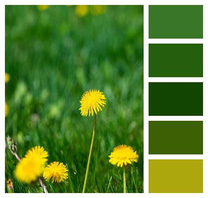 Dandelion Grass Green Image