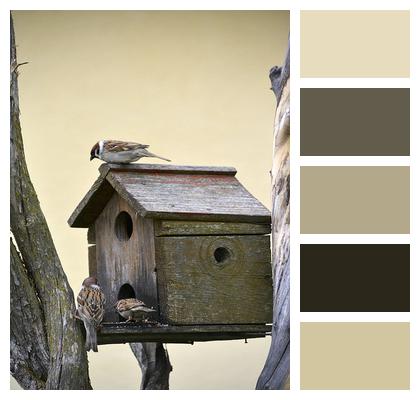 Sparrow Wildlife Bird Image