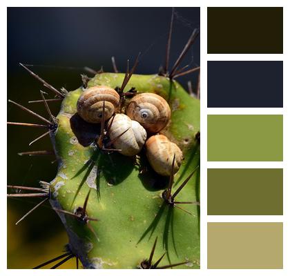 Mediterranean Dry Defense Snails Image