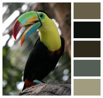 Beak Tropical Bird Image