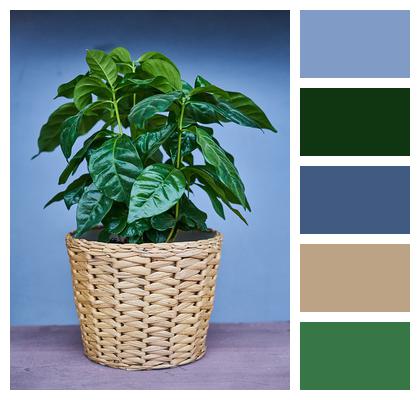 Vase Green Herb Image