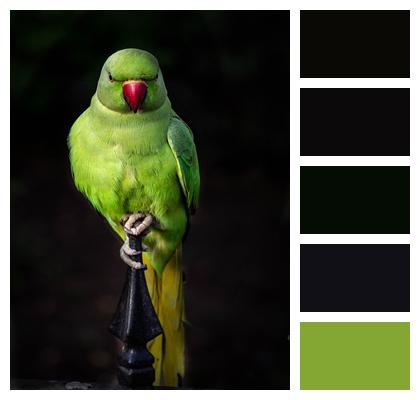 Bird Multicoloured Parrot Image