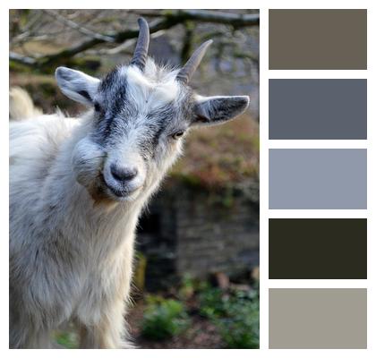 Goat Wales Animal Image