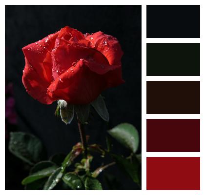 Rose Red Flower Image