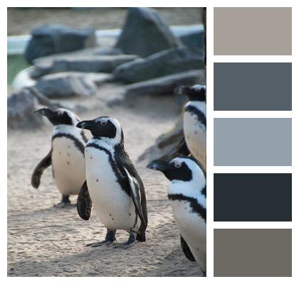 Animal Penguins Penguin Image
