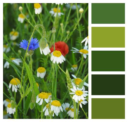 Chamomile Cornflower Meadow Image