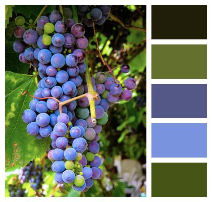 Meal Food Grapes Image