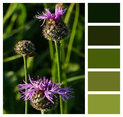 Nature Landscape Thistle Image