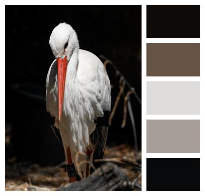 Bird Stork Animals Image
