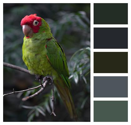 Nature Closeup Parrot Image