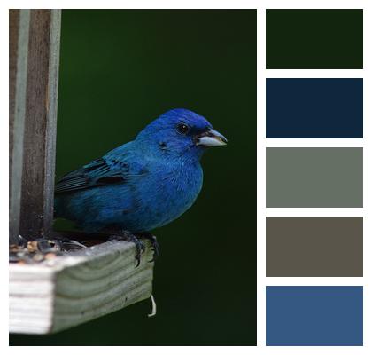 Indigo Nature Bunting Image