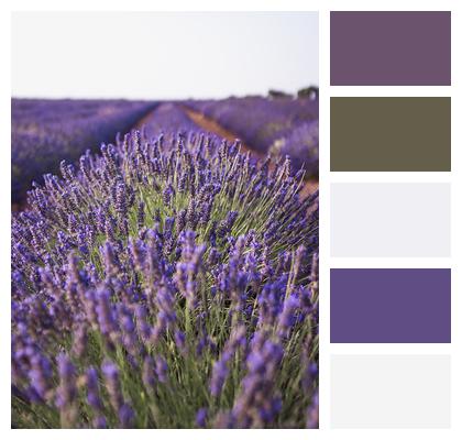 Nature Field Lavender Image