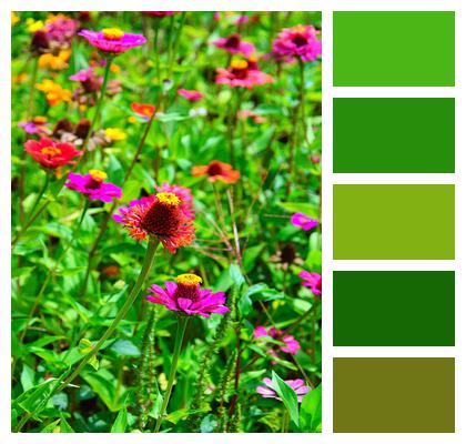 Color Decoration Summer Flora Image