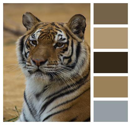 Tiger Stripes Cat Image