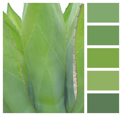 Green Plant Agave Image