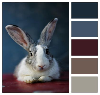 Animal Rabbit Bunny Image