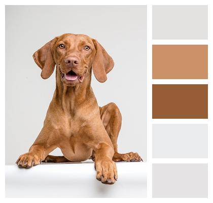 Dog Vizsla Animal Image