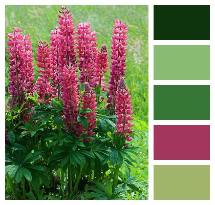 Lupins Lupine Flower Image