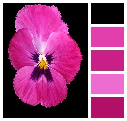 Flower Pansy Pink Image