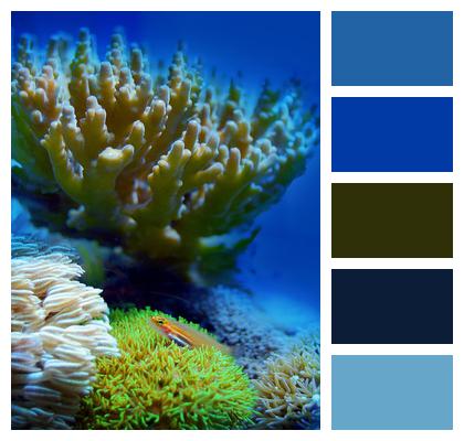 Sea Coral Reef Image